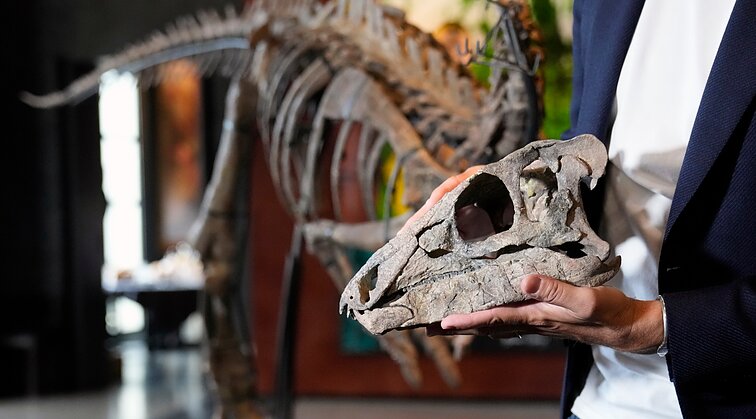„Tai ne tiek daiktas, kiek patirtis“: aukcione Prancūzijoje – rankinė iš dinozauro odos