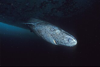 Arktinis ryklys