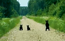 Keturi meškiukai Latvijoje