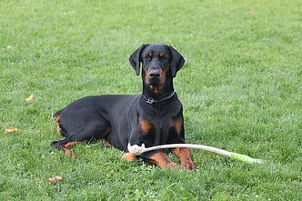 Dobermanas Dobermanas