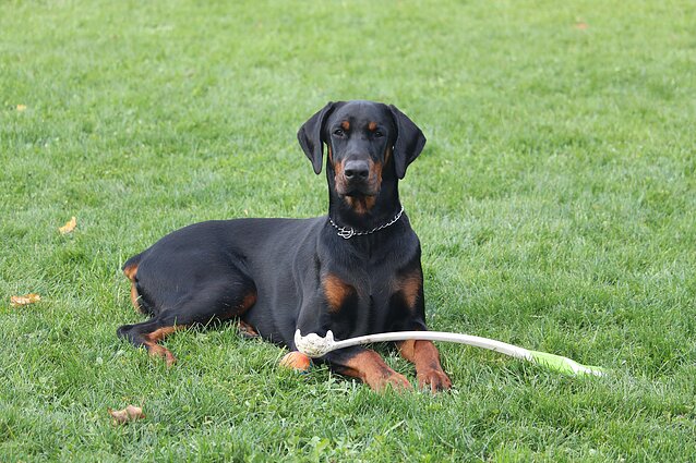 Dobermanas Dobermanas