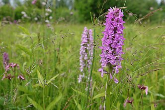 Veisiejų regioniniame parke žydi orchidėjos Veisiejų regioniniame parke žydi orchidėjos