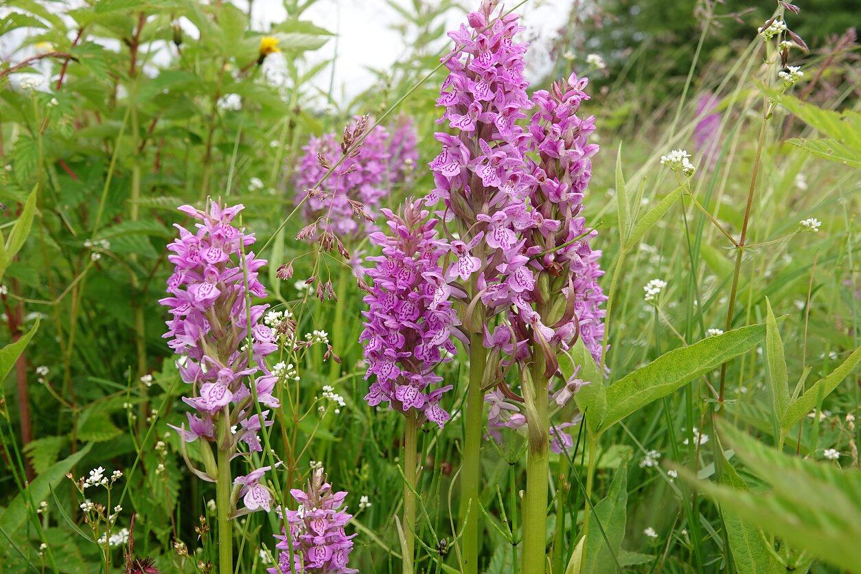 Veisiejų regioniniame parke žydi orchidėjos Veisiejų regioniniame parke žydi orchidėjos