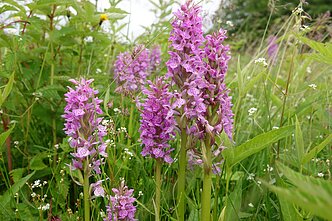 Veisiejų regioniniame parke žydi orchidėjos