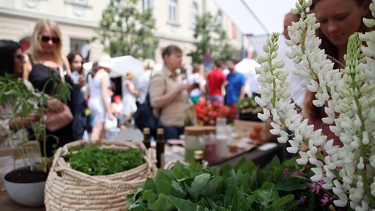 Bernardinų sode Vilniuje – tiesiogiai iš sodria žaluma apgaubiančio Žolynų turgaus