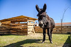 Pakruojo dvaro ūkis Pakruojo dvaro ūkis