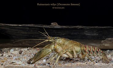Invazinės rūšys vandens telkiniuose Invazinės rūšys vandens telkiniuose