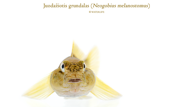 Invazinės rūšys vandens telkiniuose Invazinės rūšys vandens telkiniuose