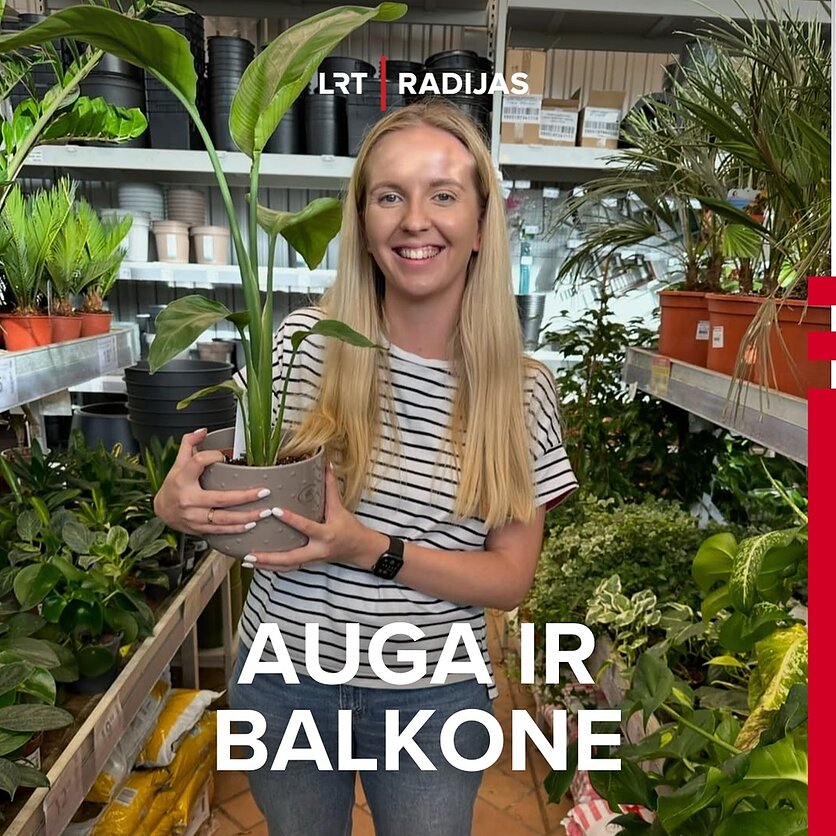 Iš asmeninio Gintarės Mikušauskienės archyvo., Veiklos „Kas vazone“ įkūrėja Gintarė Mikušauskienė.
