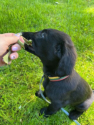 Pareigūnė Kola Pareigūnė Kola