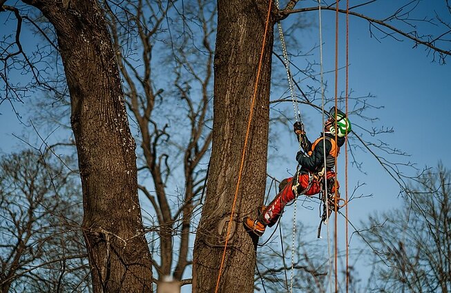 Medžių gydytojo darbas: kaip arboristai rūpinasi miesto medžiais