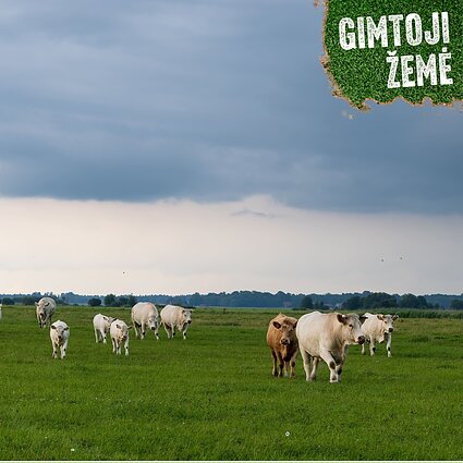 Veislinių galvijų banda.