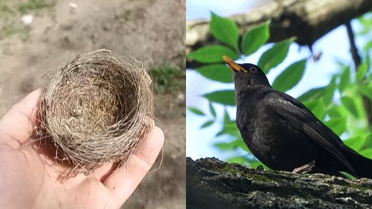 Bepiločiai keičia ne tik karo eigą: Ukrainoje paukščiai lizdus suka iš optinių kabelių Bepiločiai keičia ne tik karo eigą: Ukrainoje paukščiai lizdus suka iš optinių kabelių