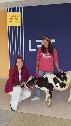 Šiandien „Labas rytas, Lietuva“ lankėsi telyčaitė Aguona