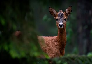 Roko Taraškevičiaus įamžinti gyvūnai Roko Taraškevičiaus įamžinti gyvūnai