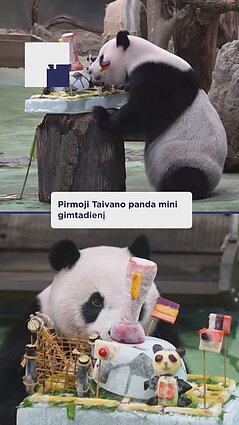 Pirmoji Taivano panda mini gimtadienį