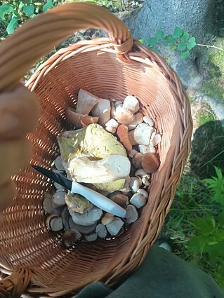 Povilo Jurbarko rajone surinkti baravykai Povilo Jurbarko rajone surinkti baravykai