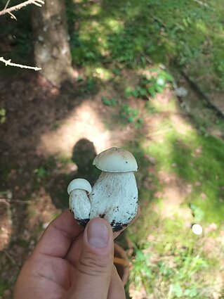 Povilo Jurbarko rajone surinkti baravykai Povilo Jurbarko rajone surinkti baravykai