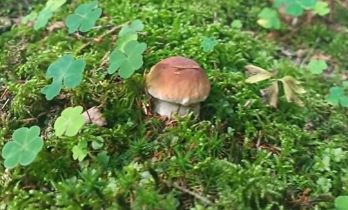 Povilo Jurbarko rajone surinkti baravykai Povilo Jurbarko rajone surinkti baravykai
