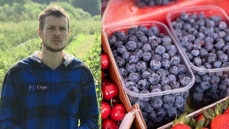 „Mažiausias kiek yra tekę turėti“: ūkininkai skundžiasi itin prastu šilauogių derliumi