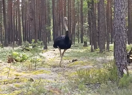 Strutis miške Strutis miške