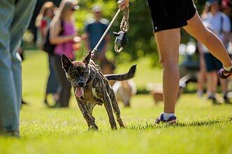 Walk15 žygis su augintiniais Vilniaus Upės festivalyje Walk15 žygis su augintiniais Vilniaus Upės festivalyje