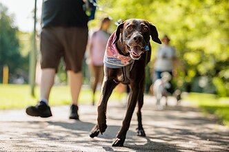 Walk15 žygis su augintiniais Vilniaus Upės festivalyje Walk15 žygis su augintiniais Vilniaus Upės festivalyje