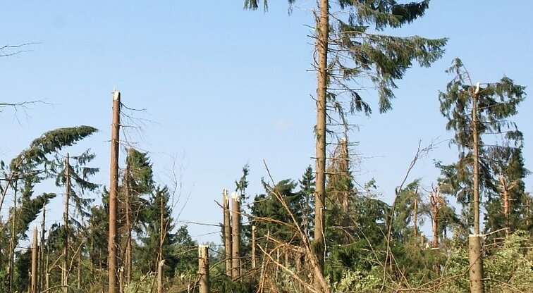 Šalčininkų rajono miškuose dėl vėjo išverstų medžių pasiektas stichinės nelaimės lygis