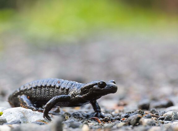 Alpinė salamandra Alpinė salamandra