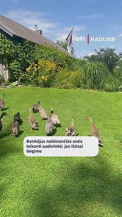 Kenkėjus naikinančias antis laikanti sodininkė: jos ištisai bėgime