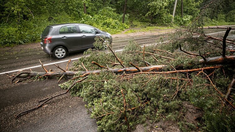 Arboristas apie audras: nė vienas medis nėra 100 proc. saugus