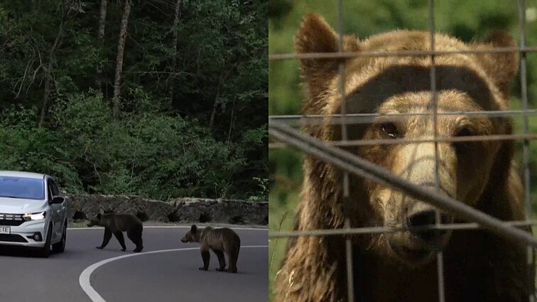 Rumunija sprendžia rudųjų lokių dilemą gyvenvietėse: turistai juos šeria ir nebijo baudų