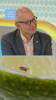 Vaisinės muselės: kaip jomis atsikratyti?