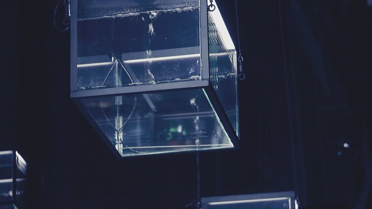 Leo Delibes. Baletas „Kopelija“